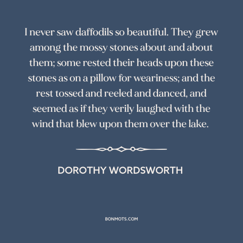 A quote by Dorothy Wordsworth about daffodils: “I never saw daffodils so beautiful. They grew among the mossy stones about…”