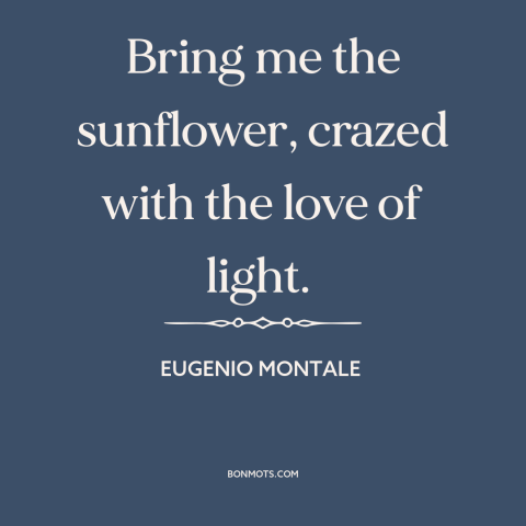 A quote by Eugenio Montale about sunflowers: “Bring me the sunflower, crazed with the love of light.”