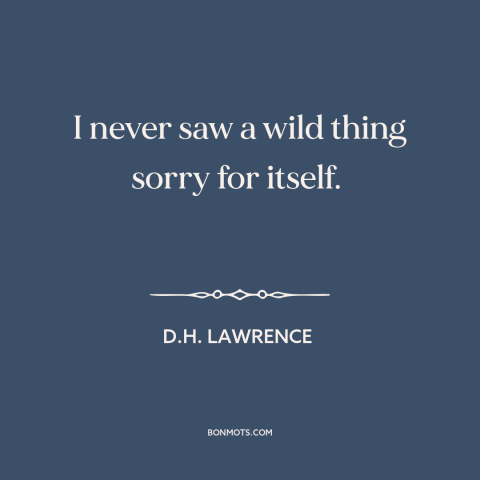 A quote by D.H. Lawrence about man and animals: “I never saw a wild thing sorry for itself.”