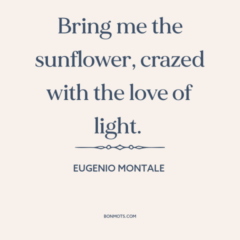 A quote by Eugenio Montale about sunflowers: “Bring me the sunflower, crazed with the love of light.”