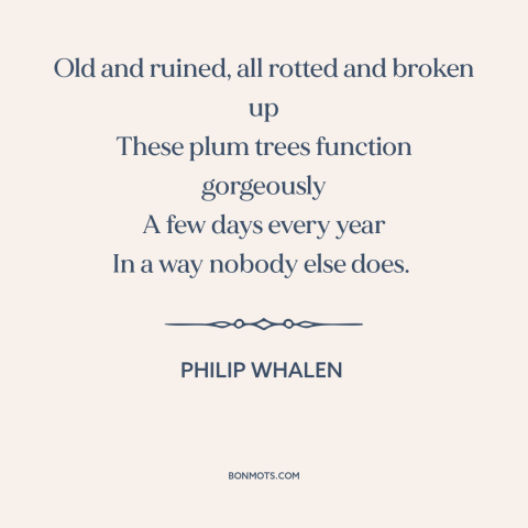 A quote by Philip Whalen about trees: “Old and ruined, all rotted and broken up These plum trees function gorgeously A…”