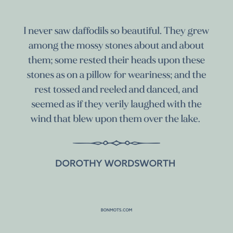 A quote by Dorothy Wordsworth about daffodils: “I never saw daffodils so beautiful. They grew among the mossy stones about…”