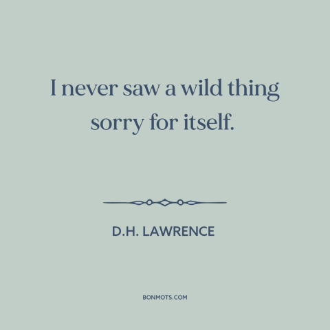 A quote by D.H. Lawrence about man and animals: “I never saw a wild thing sorry for itself.”