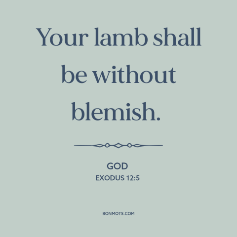 A quote from The Bible about sacrificial lamb: “Your lamb shall be without blemish.”